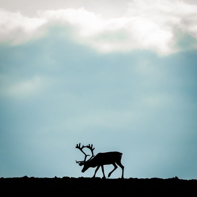 Skyggðar útlínur hreindýrs gegn himni