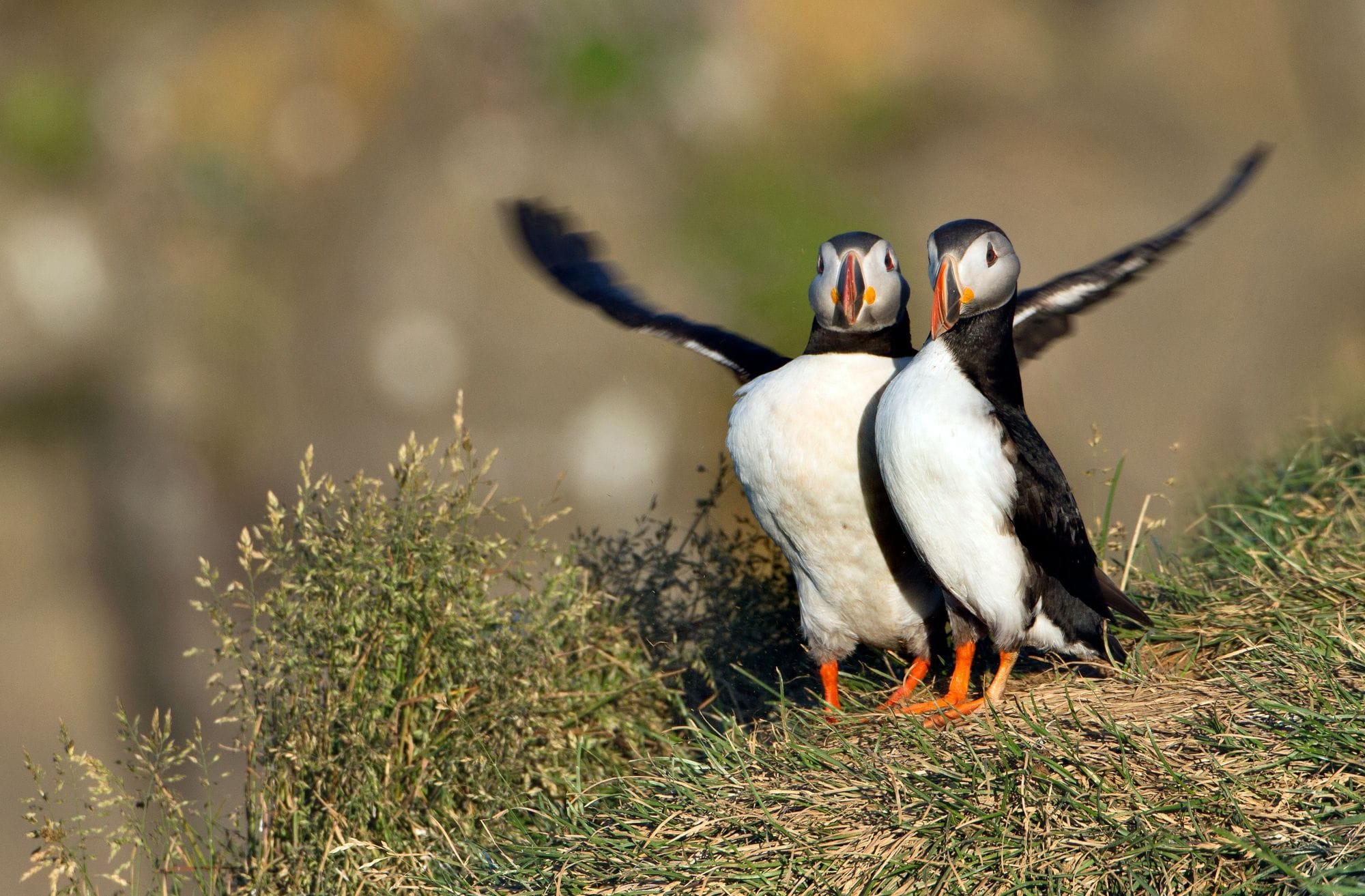 Tveir lundar í hólma