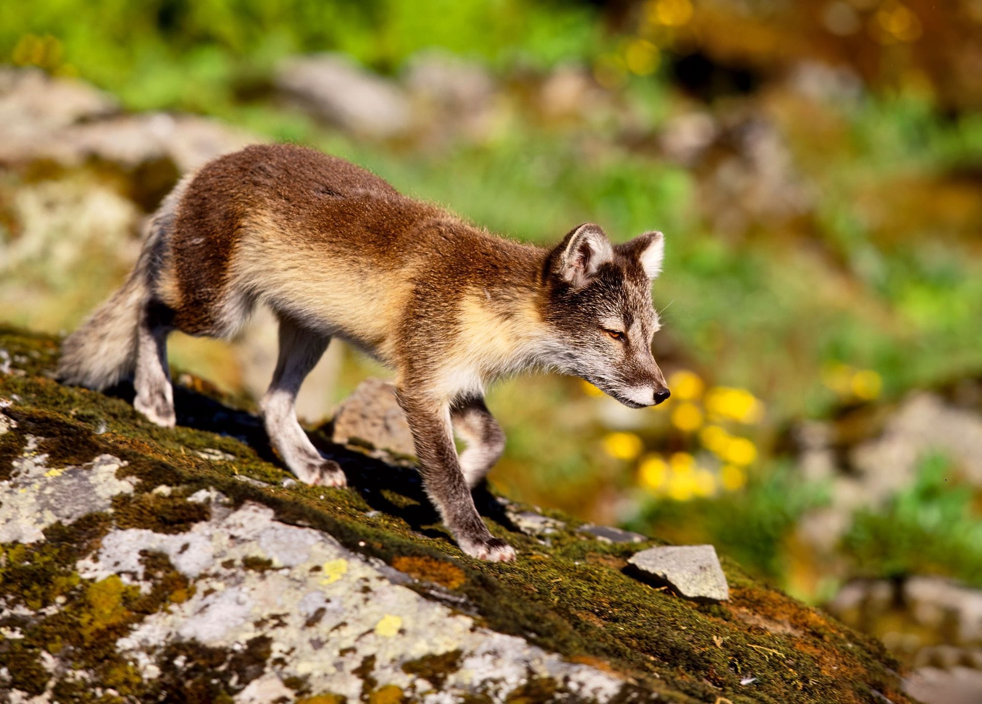 Refur gengur á klöpp