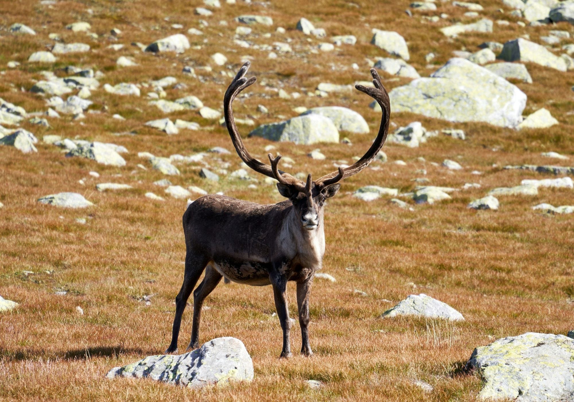 Hreindýr í fjalllendi með stór horn