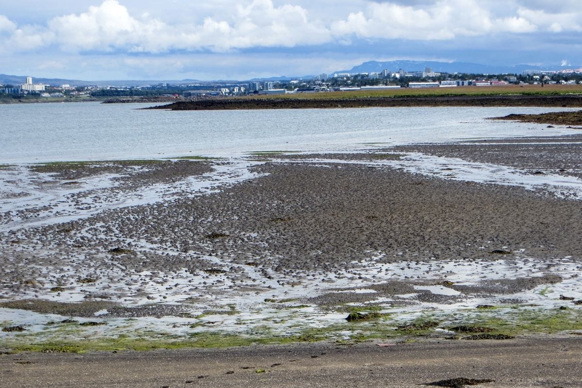 Skerjafjörður sandmaðksleira