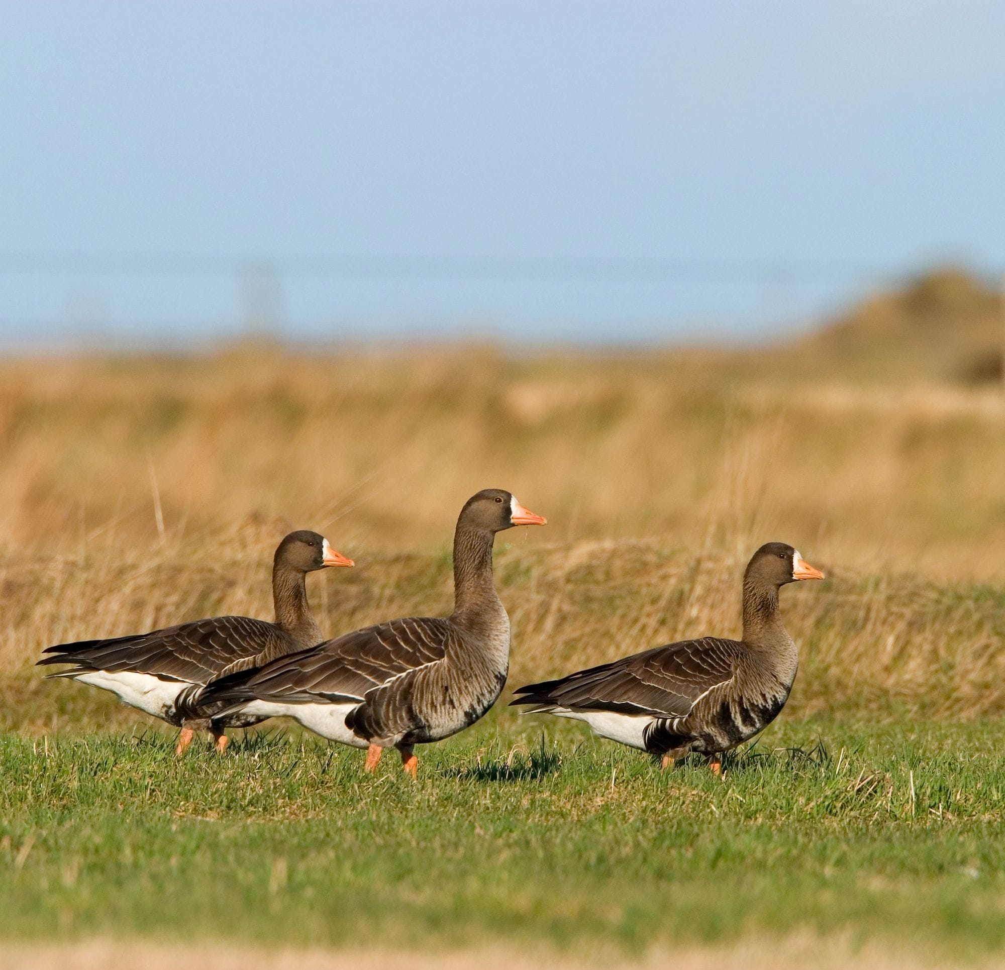 Þrjár blesgæsir á túni