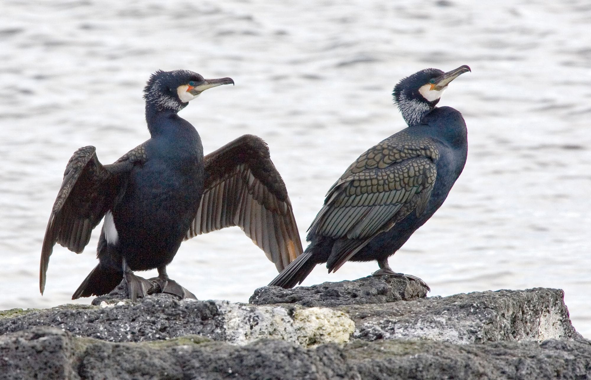 Tveir dílaskarfar á klöpp