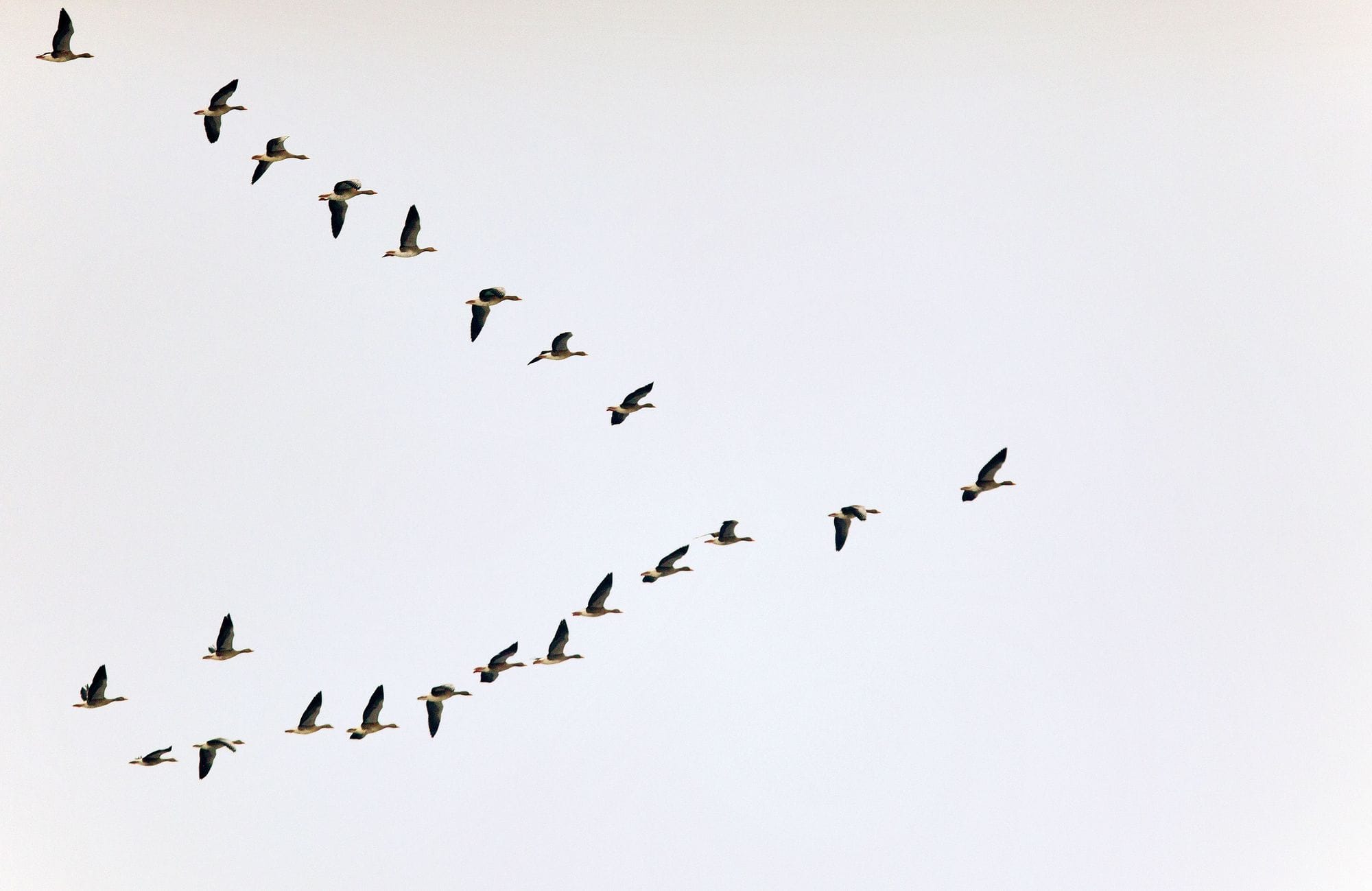 Grágæsir í oddaflugi