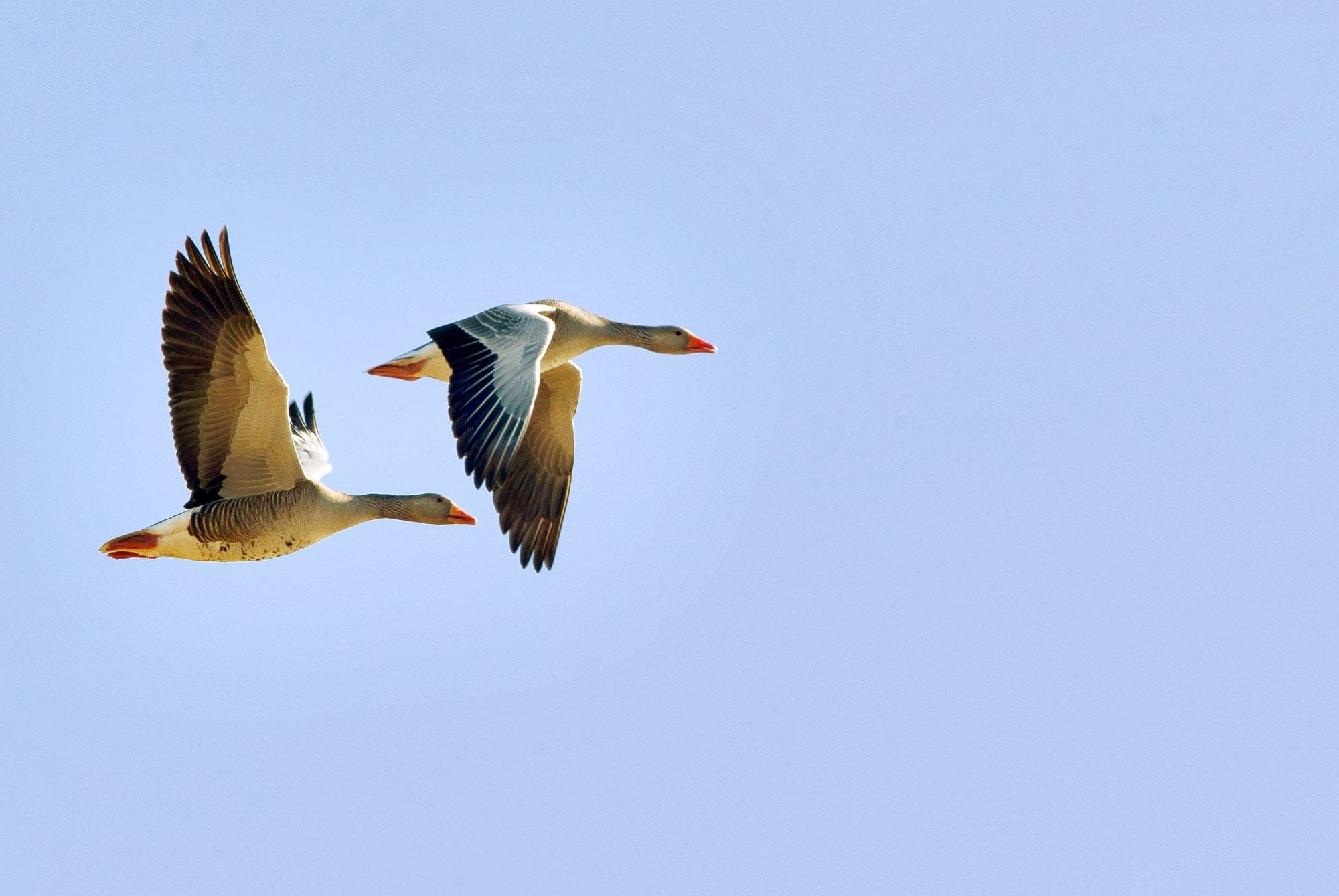 Tvær grágæsir á flugi