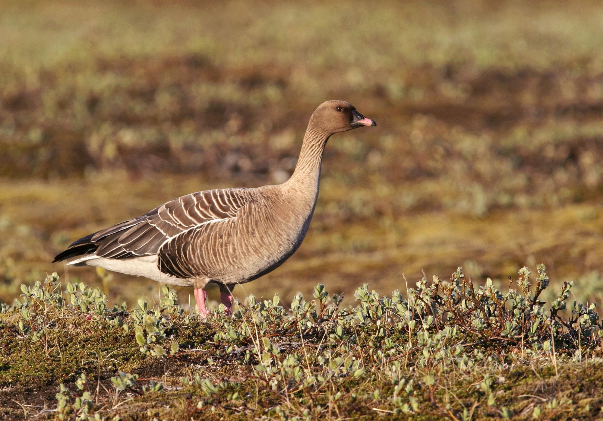 Heiðagæs í mólendi