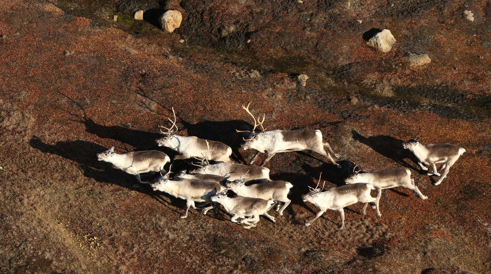 Loftmynd af hluta hreindýrahjarðar
