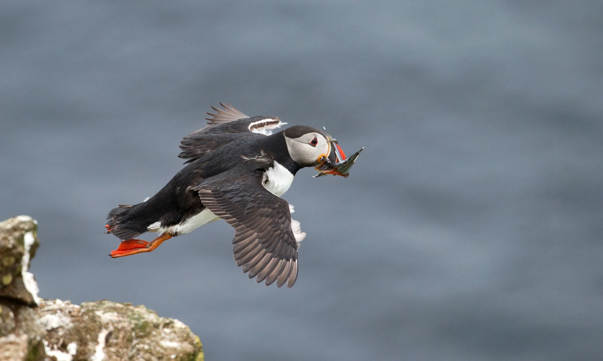 Lundi með sandsíli í kjaftinum
