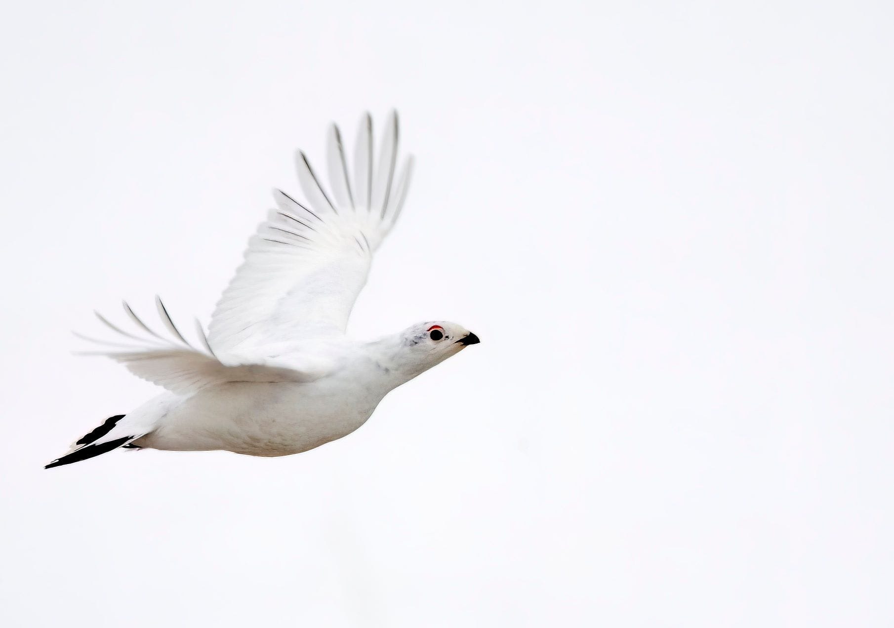 Hvít rjúpa á flugi