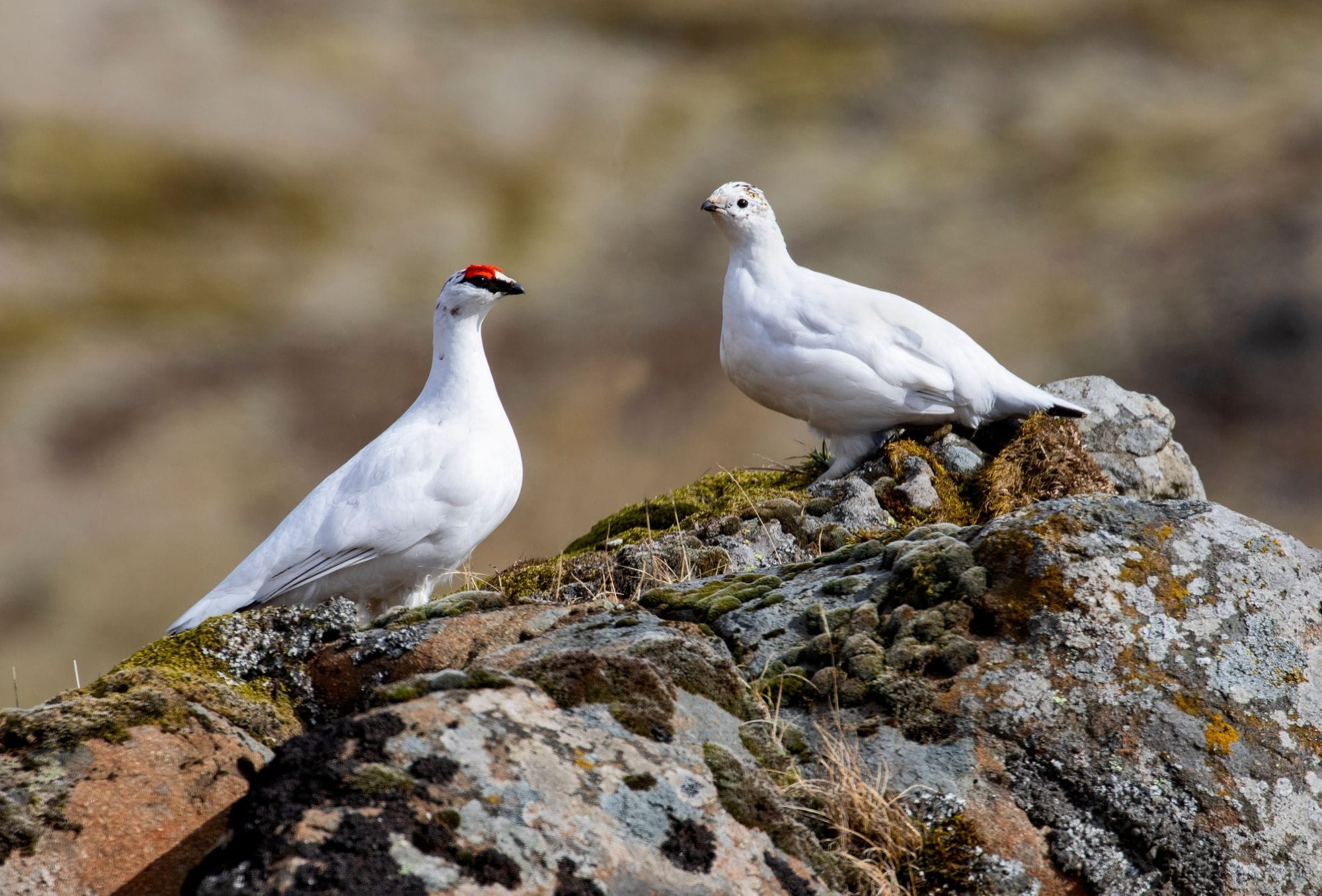 Tvær hvítar rjúpur sitja á steini