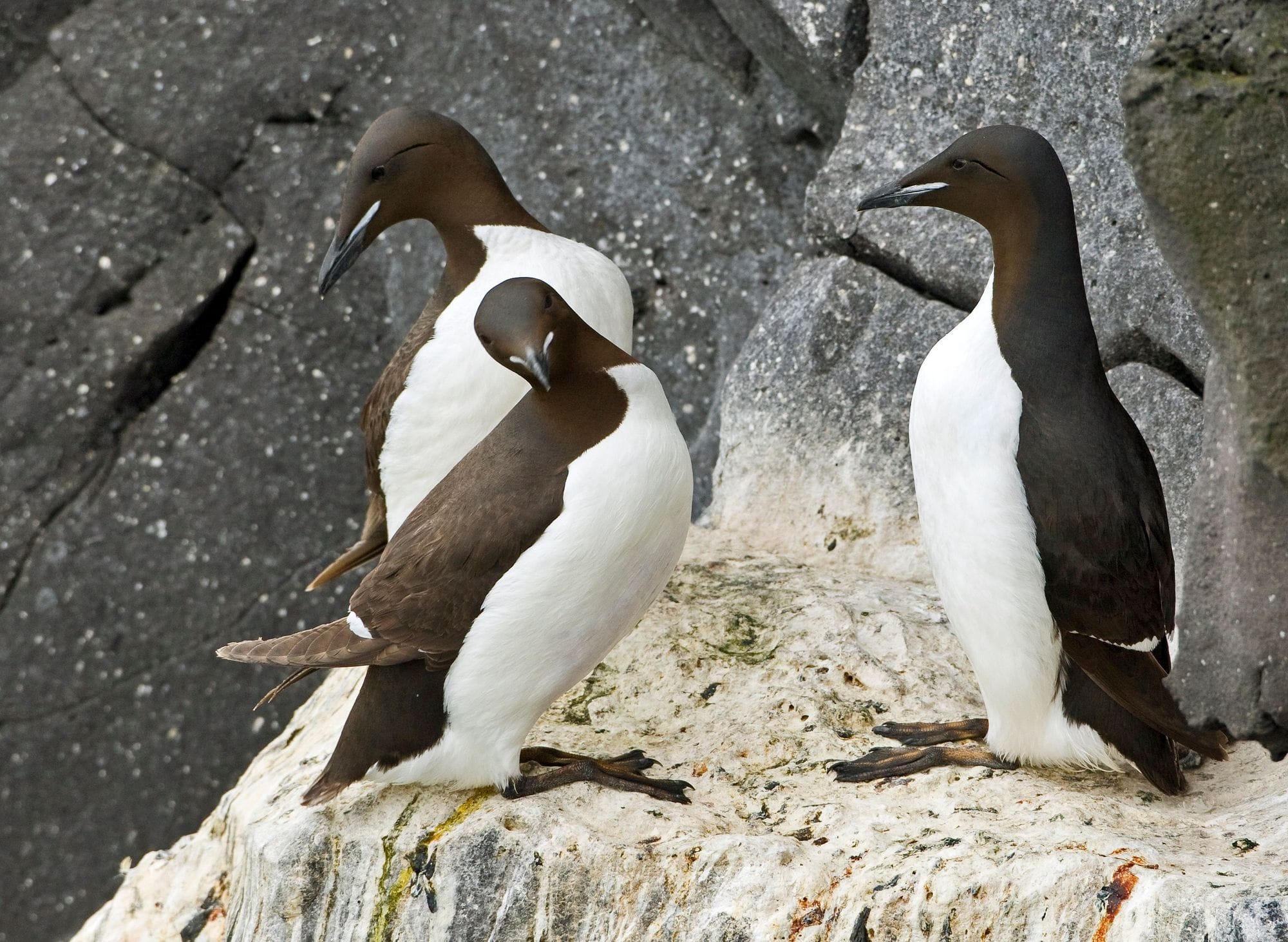 Stuttnefjur í bjargi