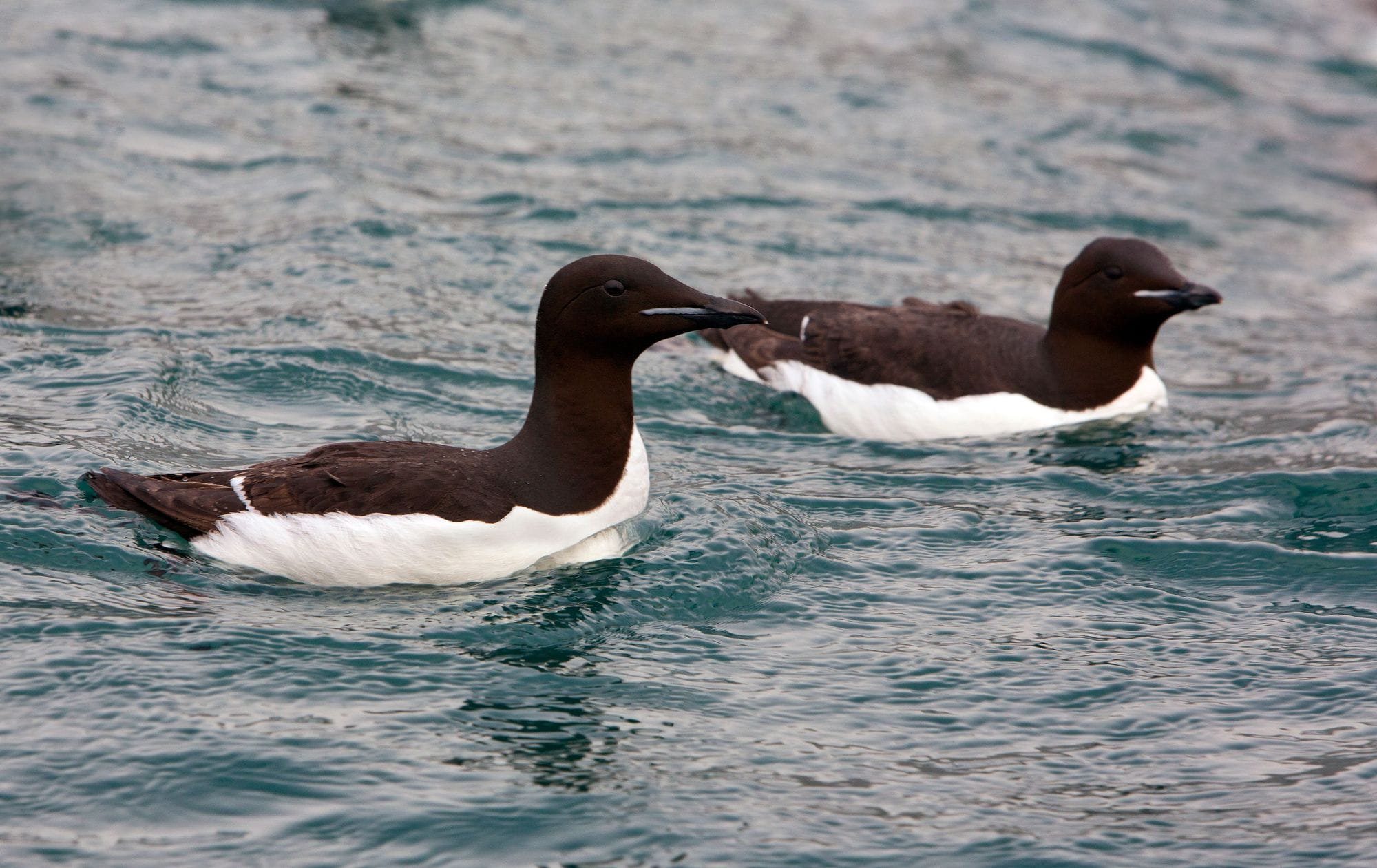Stuttnefjur sitja á sjó