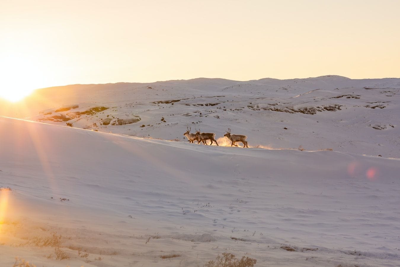 Þrjú hreindýr ganga í snjó